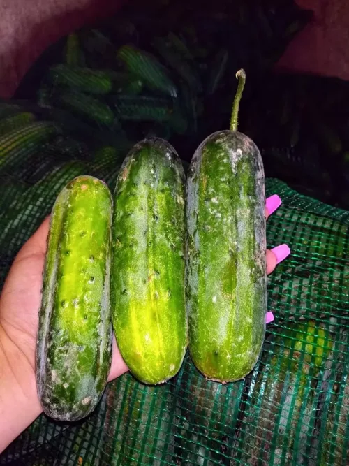 Frutas Selectas Neto