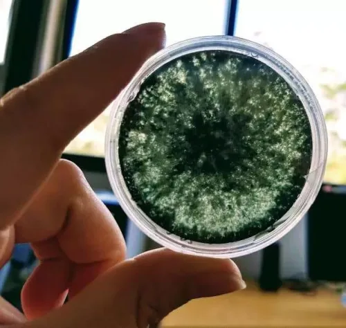 Microvida Autlan