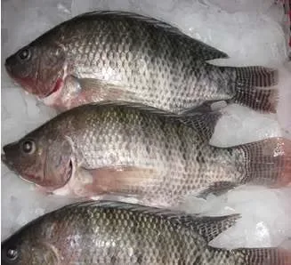 Pescaderia el Camichin