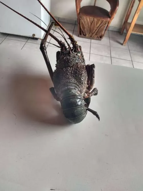 Pescaderia el Camichin
