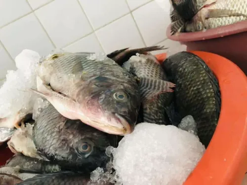 Pescaderia el July