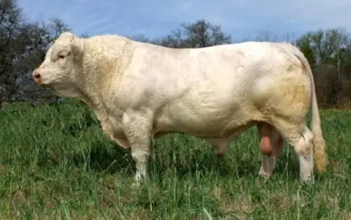 Proyectos y Servicios Agropecuarios