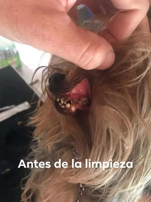 Veterinaria Alameda