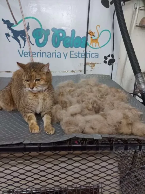 Veterinaria y Estetica D´pelos (V)