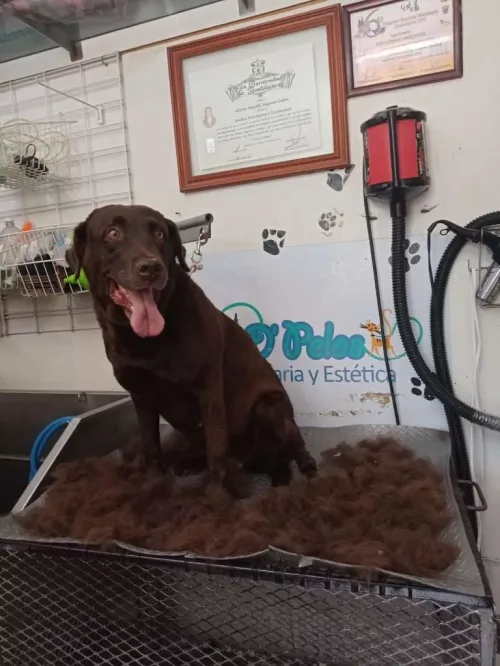 Veterinaria y Estetica D´pelos (V)