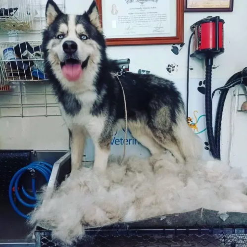 Veterinaria y Estetica D´pelos (V)