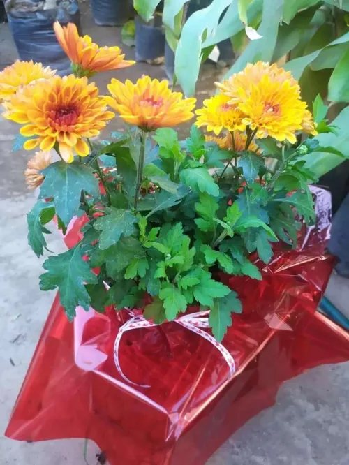 Vivero la Gloria (V)