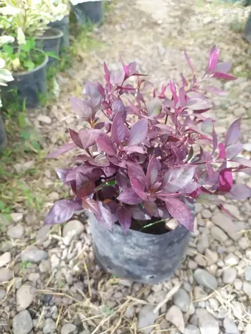 Vivero la Gloria (V)
