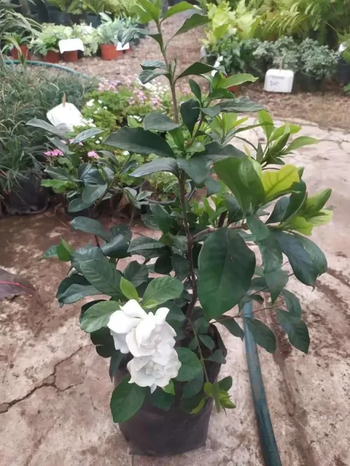 Vivero la Gloria (V)